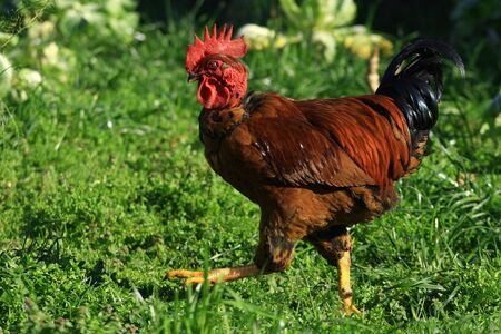 Chicken in the field eating grassの写真素材
