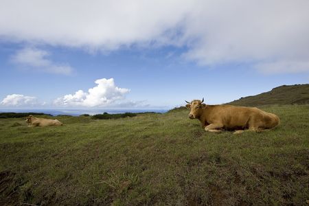 Cow in the field watchin the sea の写真素材