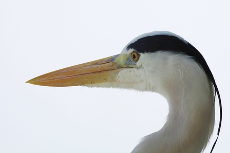 Head of a Egret bird, in natureの写真素材