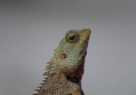 Beach Lizard, very funny this ones