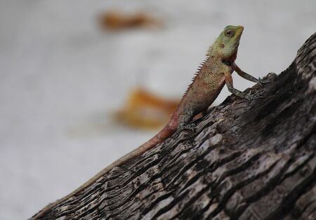 Beach Lizard, very funny this onesの写真素材