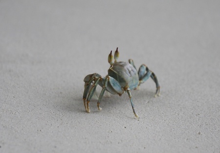 Blue crab near the beach spotting usの写真素材