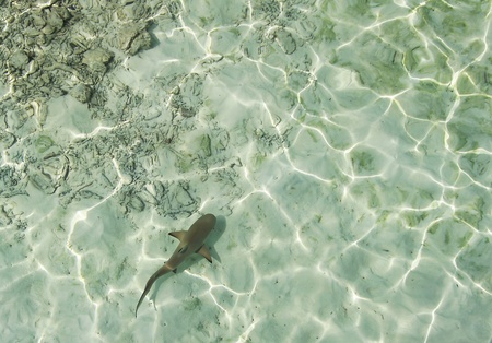 Just a Babie Shark in the Indian Oceanの写真素材