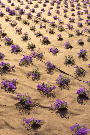 Flower arrangingの写真素材