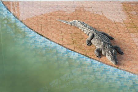 Crocodile sleep ,Thailandの写真素材