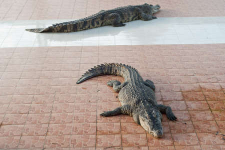 Crocodile sleep ,Thailandの写真素材