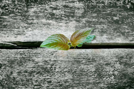 plant concept growth seed growingの写真素材