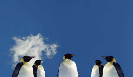 Five Penguins in Antarctiaの写真素材