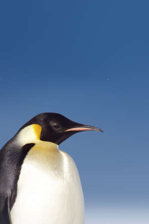 Penguin in Antarcticaの写真素材