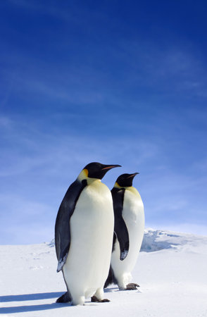 Two Penguins in Antarcticaの写真素材
