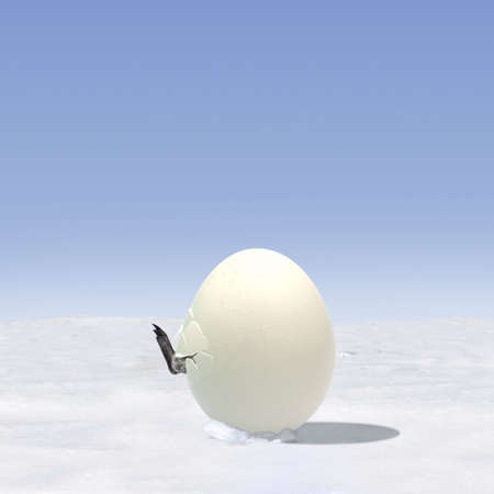 A penguin hatchingの写真素材