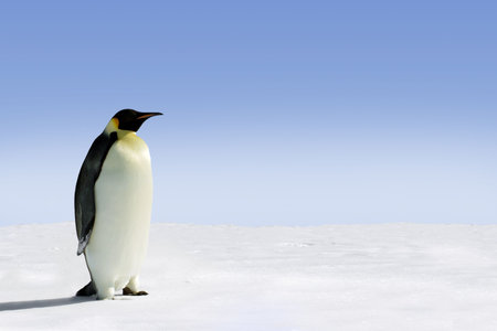 Penguin in Antarctica on a sunny dayの写真素材