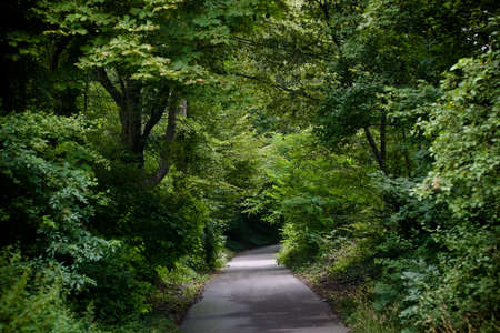 Road through a forrest