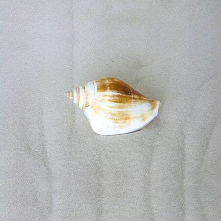A shell on the beach