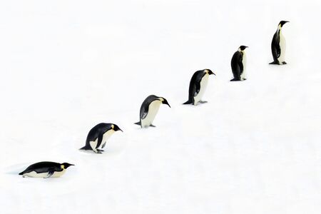 Penguin Evolutionの写真素材