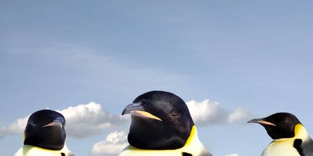 A portrait of threee penguins against the blue sky. Sky is slightly blurryの写真素材