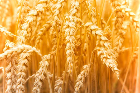 Wheat field in Germanyの写真素材