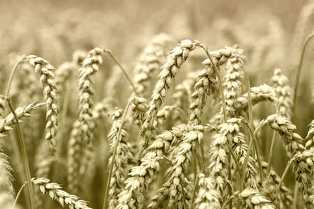 Dry Corn field in Germanyの写真素材