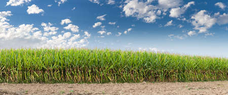 XXL Field of corn panorma