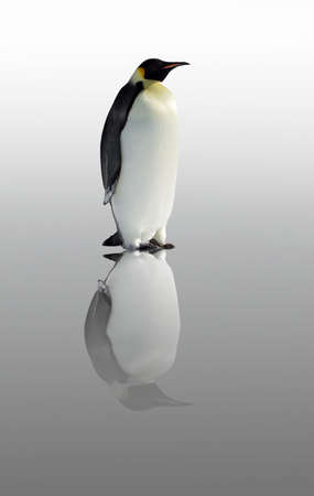 Penguin reflectionの写真素材