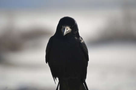 Raven in portrait close upの写真素材