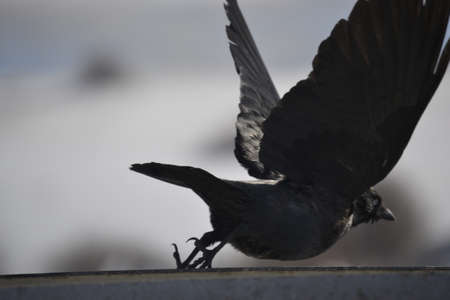 Raven in portrait close up