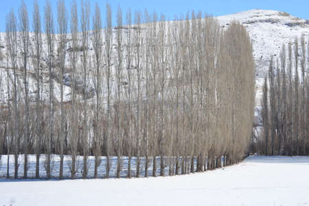 winter landscapes covered with snow