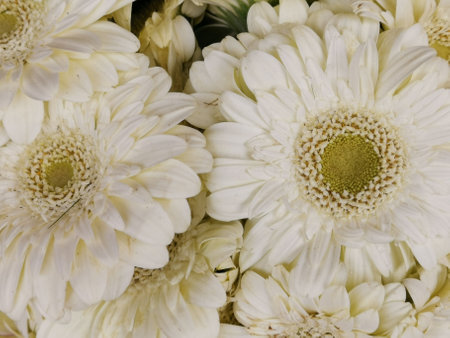 White flowers in the botanical gardenの写真素材