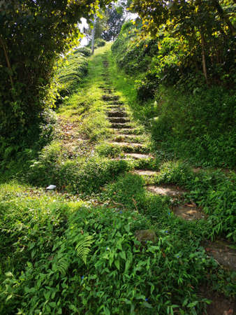 Tea cultivation in the Black Sea region lively green landscapeの写真素材