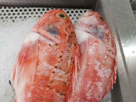 Fish from the freshly caught are almost aliveの写真素材