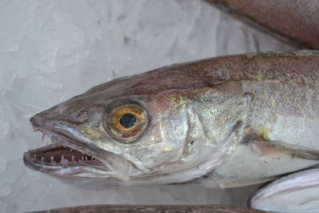 Fish from the freshly caught are almost aliveの写真素材