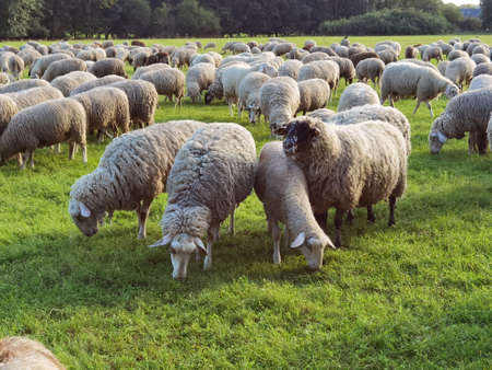 Sheep on pasture in the green landscapeの写真素材
