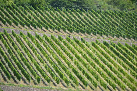 winegrowing on the mosel in germany vintner professionの写真素材
