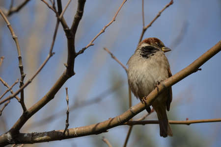 little bird on trees without leaves in winter in Ankara