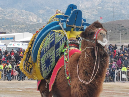 Camels waiting their turn for wrestling , Camel wrestling Menemen Izmir Turkey 03/20/2022のeditorial素材