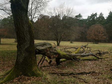 Effect of a wind storm half a tree is torn downの写真素材