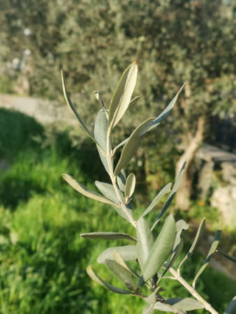 An olive tree with many leavesの写真素材