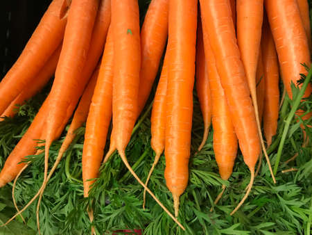 Freshly harvested carrots with a green stalk
