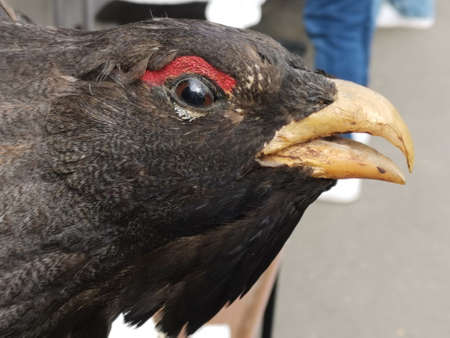 a raptor with a pointed beak and black eyes and black feathersの写真素材
