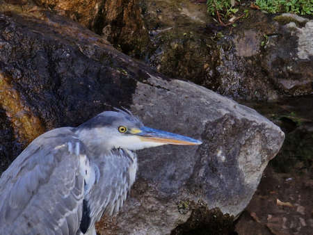 a gray bird with a long beakの写真素材