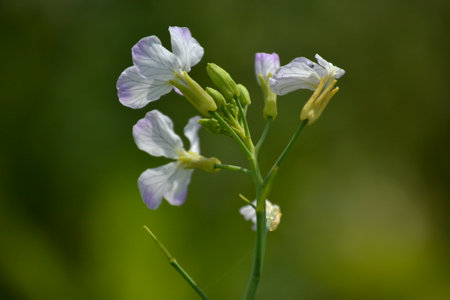 A flower in lilac white leaves and with budsの写真素材
