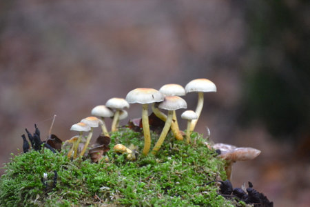 Colonies of mushrooms on a tree trunk