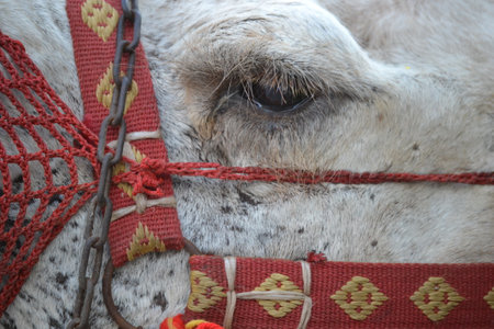 A camel eye with long eyelashesの写真素材