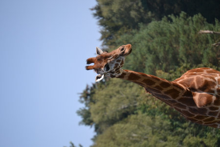 Giraffe in a safari park very long neck beautiful brown fur and very tameの写真素材