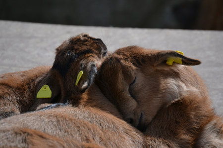 two brown goat kids sleeping and warming each other up, lying head to headの写真素材