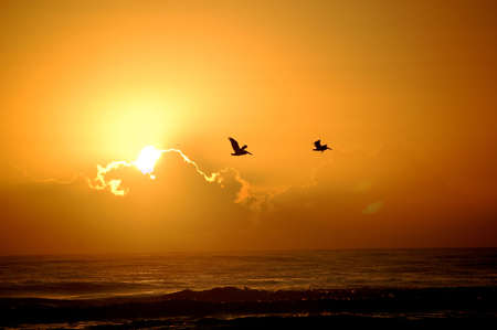 sunset on beach with birdの写真素材