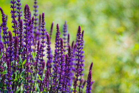 Lavender の写真素材