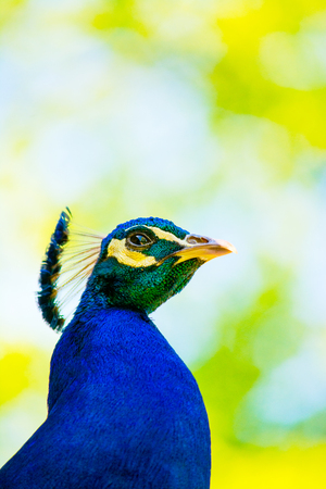 A close up digital photograph of a Peacock の写真素材