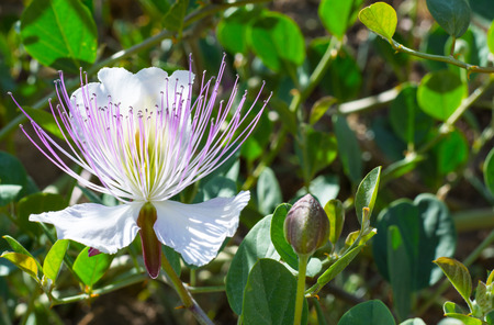 A  Capers plant with flowers taken in Spain   Capparis spinosa の写真素材