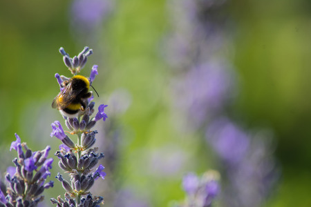 Close Up of a Bee Feeding on a Flower の写真素材